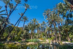 113364547_3087 Palmtrees and cactus plants in botanic garden Huerto del Cura in Elx, Spain