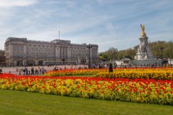 Colorful flowers in front of Buckingham Palace Colorful flowers in front of Buckingham Palace and Victoria Memorial, London