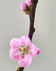 Macro_Mar 15 (10.16)