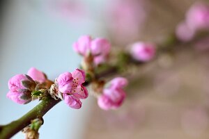 Macro_Mar 17 (10.50)