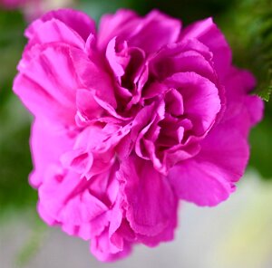 Macro_Mar 28 (14.29)