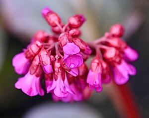 Macro_Mar 28 (14.58)