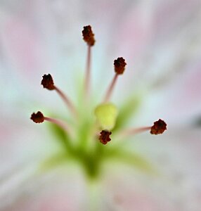 Macro_Apr 01 (13.46)