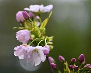 Macro_Apr 01 (16.37)