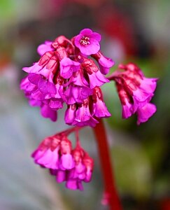 Macro_Apr 01 (16.39)