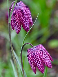 Macro_Apr 01 (16.40)