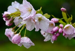Macro_Apr 04 (13.25)