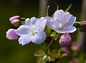 Macro_Apr 04 (16.36)