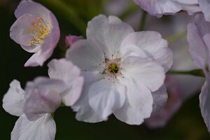 Macro_Apr 06 (09.56)