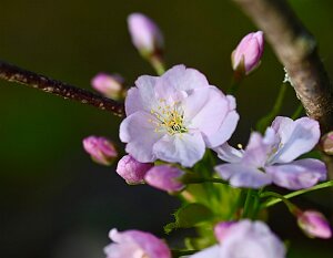 Macro_Apr 06 (09.57)