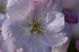 Macro_Apr 06 (09.57)A