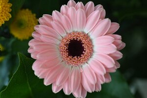 Macro_Apr 07 (10.58)