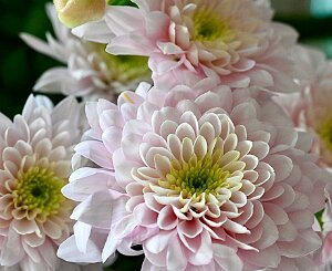 Macro_Apr 07 (10.59)