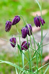 Macro_Apr 12 (14.37)