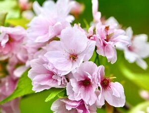 Macro_Apr 12 (14.38)
