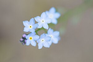 Macro_May 17 (16.56) Macrofotografie