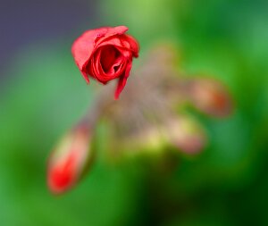Macro_Jun 02 (14.47)