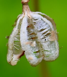 Macro_Jun 02 (15.23)