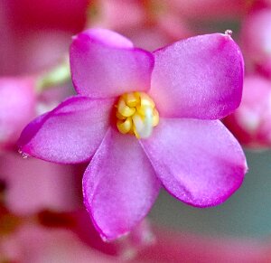 Macro_Jun 02 (17.28)