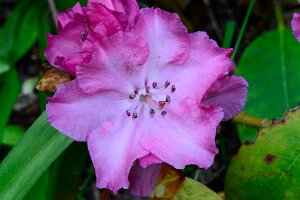 Macro_Jun 03 (12.48)