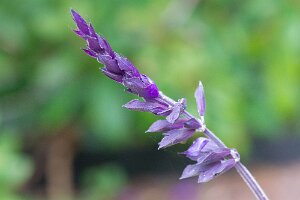 Macro_Jun 04 (10.47)