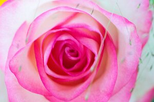 Macro_Jul 01 (13.51)