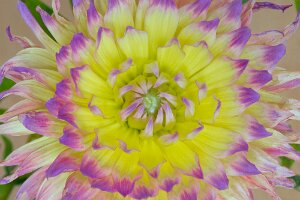 Macro_Jul 01 (14.34)