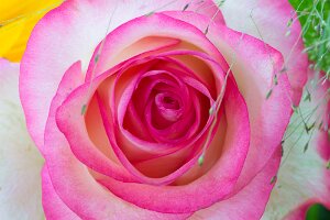 Macro_Jul 01 (14.37)