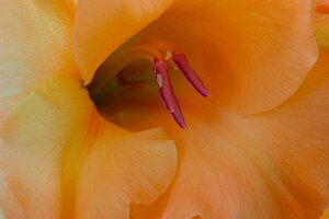 Macro_Jul 03 (11.08)