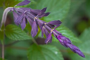 Macro_Jul 03 (13.42)
