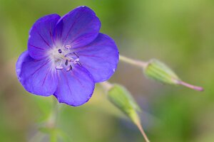 Macro_Jul 03 (13.43)