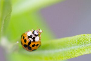 Macro_Jul 03 (17.24)