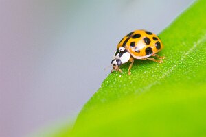 Macro_Jul 03 (17.25)