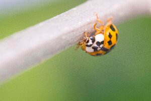 Macro_Jul 03 (17.26)