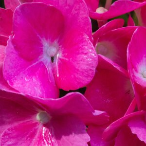 Macro_Jul 05 (16.23)