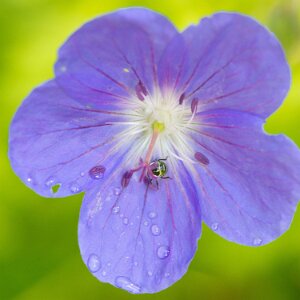 Macro_Jul 05 (16.30)