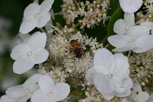 Macro_Aug 04 (14.53)