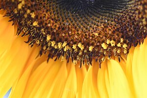 Macro_Aug 08 (17.09)