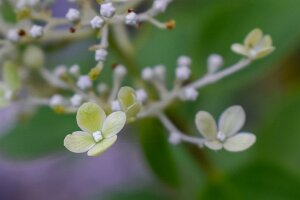 Macro_Aug 10 (20.32)