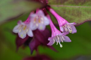 Macro_Aug 17 (11.04)