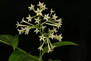Macro_Sep 02 (11.35)