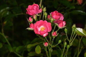 Macro_Sep 03 (14.13)
