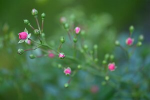 Macro_Sep 07 (10.46)