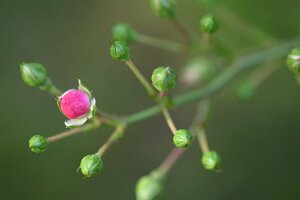 Macro_Sep 10 (15.33)