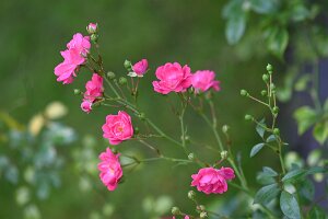 Macro_Sep 12 (14.18)