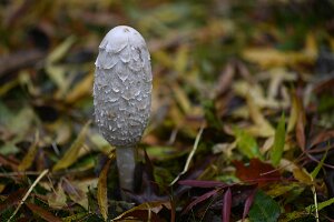 Macro_Nov 05 (10.50)