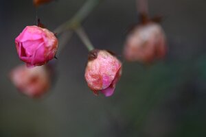 Macro_Nov 16 (11.01)