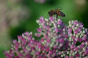 20230907_3286 Macrofotografie