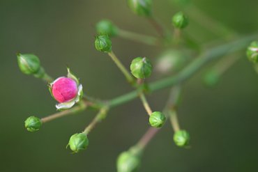 20230910_3338 Macrofotografie