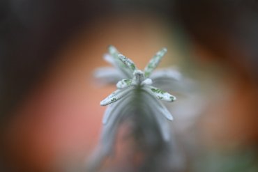 20231116_3600 Macrofotografie